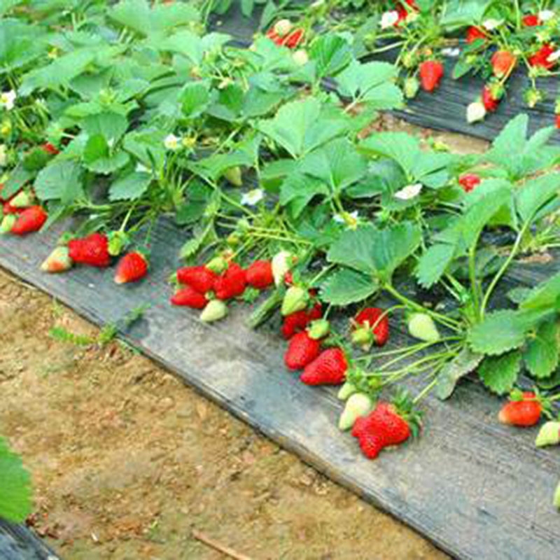 新都久久红草莓园